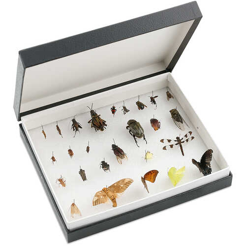 Standard Insect Box Forestry Suppliers, Inc.