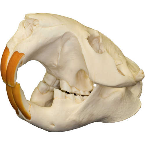 Natural Bone Skull, Beaver | Forestry Suppliers, Inc.