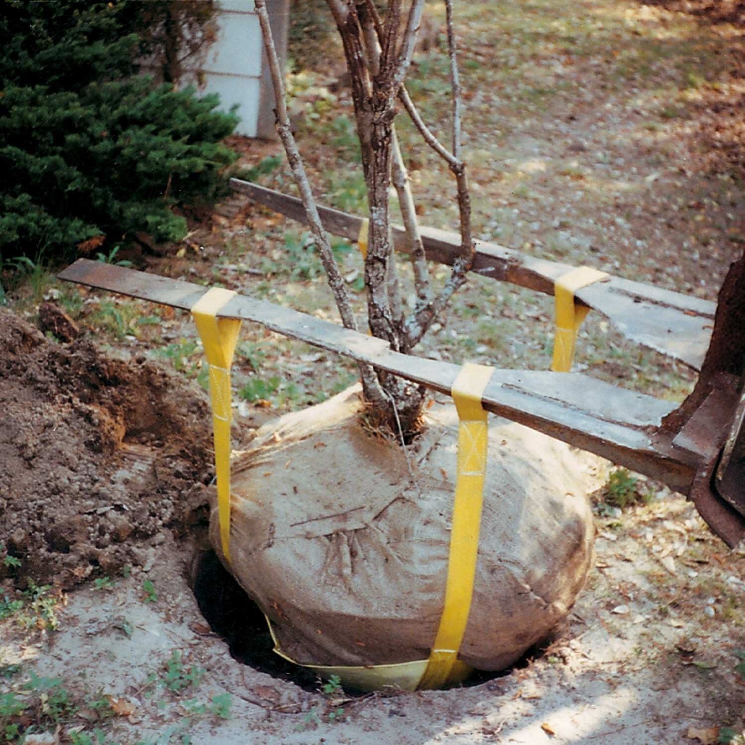 Albums 92+ Pictures How To Remove Root Ball From Fallen Tree Latest