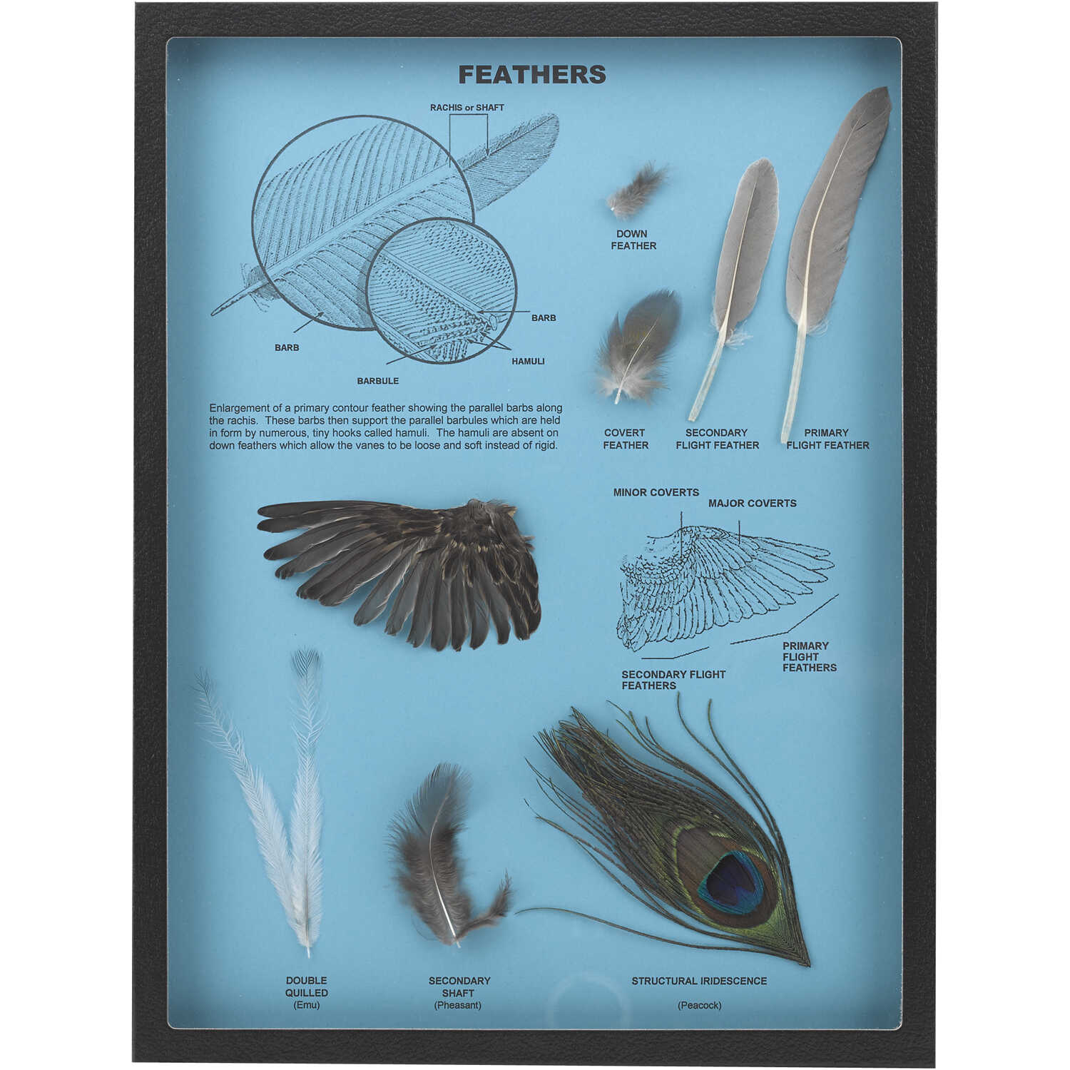 Feather Riker Mount Forestry Suppliers, Inc.