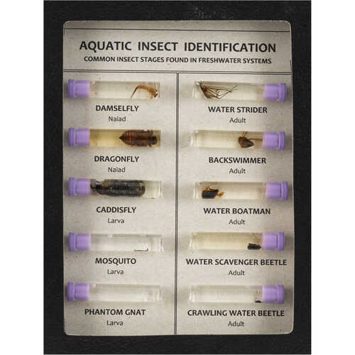 Aquatic Insect Classroom Riker Mount