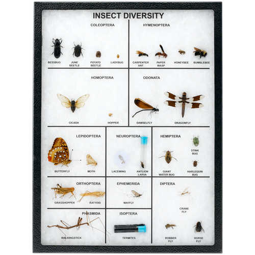 Insect Diversity Riker Mount