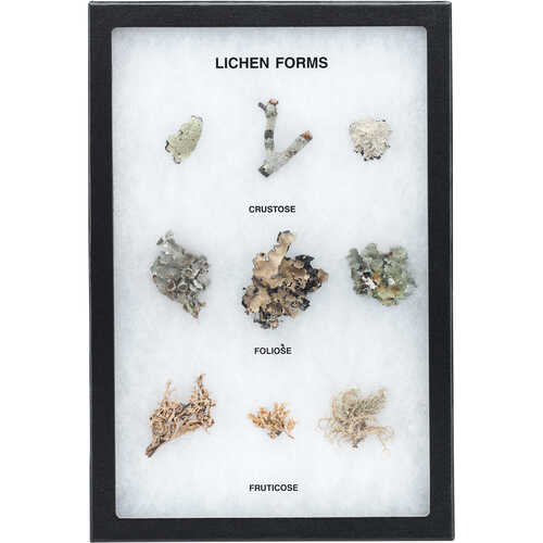 Lichen Forms Riker Mount