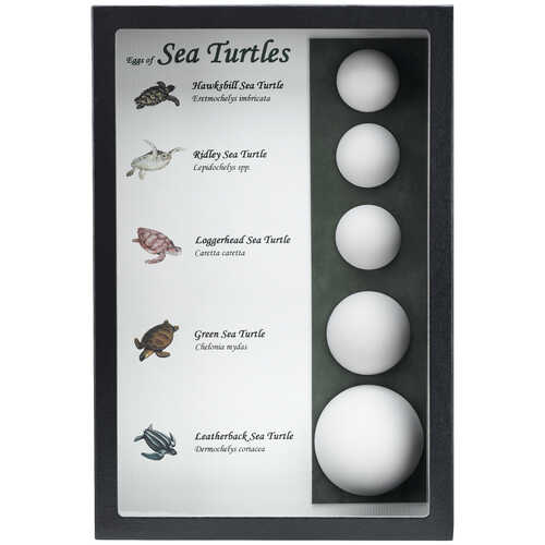 Sea Turtle Eggs Replica Riker Mount