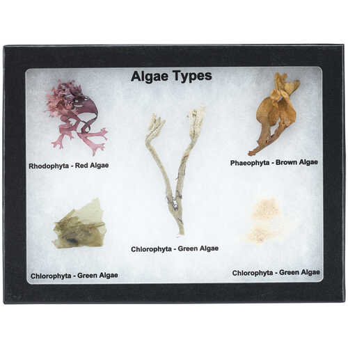 Algae Types Riker Mount