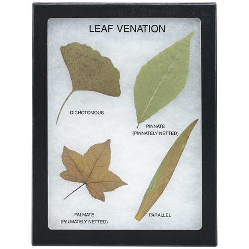 Leaf Venation Riker Mount