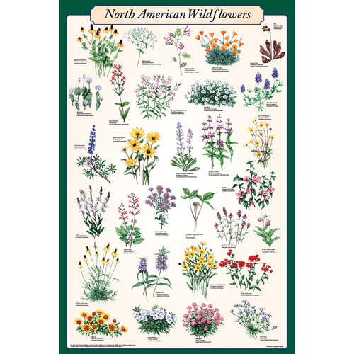 North American Wildflowers Educational Classroom Poster