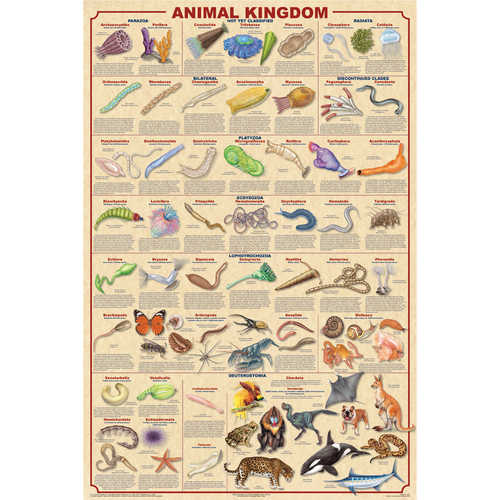 Animal Kingdom Educational Classroom Poster