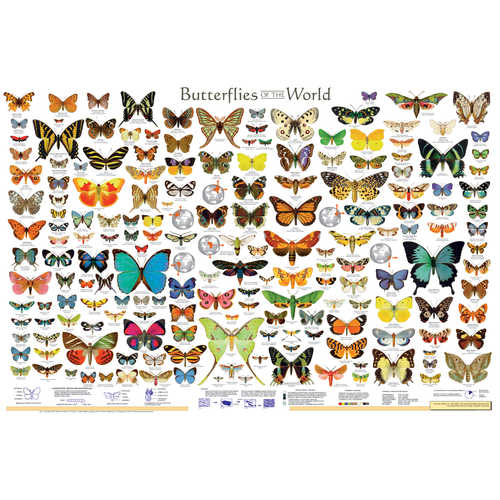 Butterflies of the World Educational Classroom Poster
