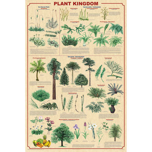 Plant Kingdom Educational Classroom Poster