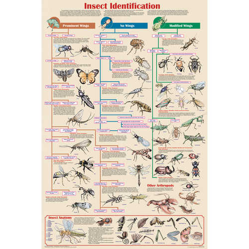 Insect Identification Chart Educational Classroom Poster