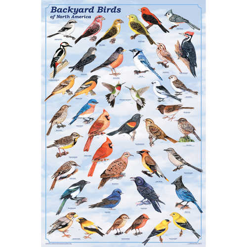 Backyard Birds Educational Classroom Poster