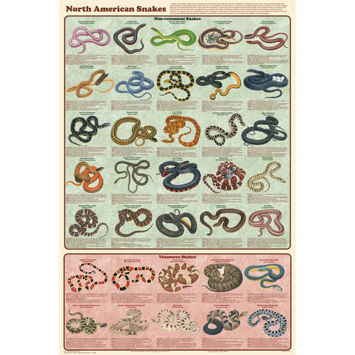North American Snakes Educational Classroom Poster