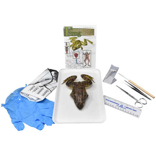 Grass Frog Anatomy Dissection Kit
