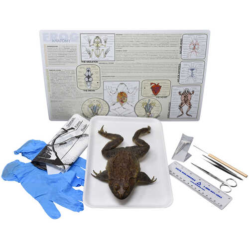 Advanced Bullfrog Anatomy Dissection Kit