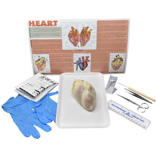 Mammalian Heart Dissection Kit