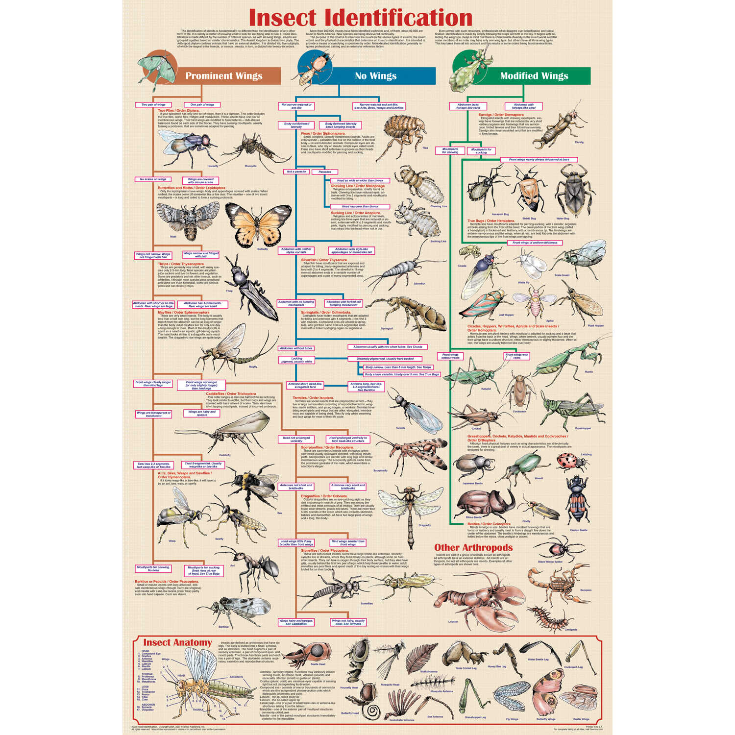 Macroinvertebrate Identification Chart