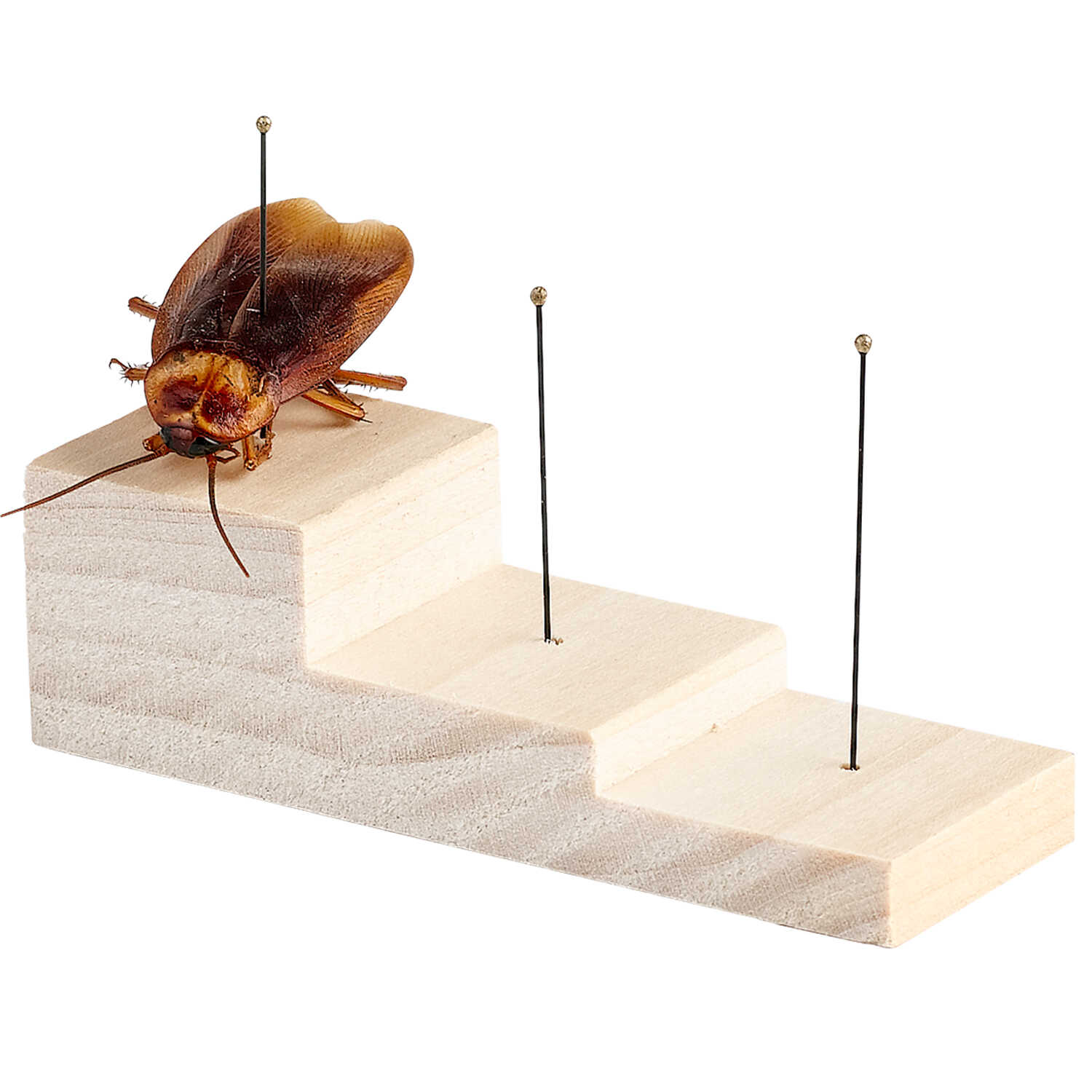 Hardwood Pinning Block Forestry Suppliers, Inc.