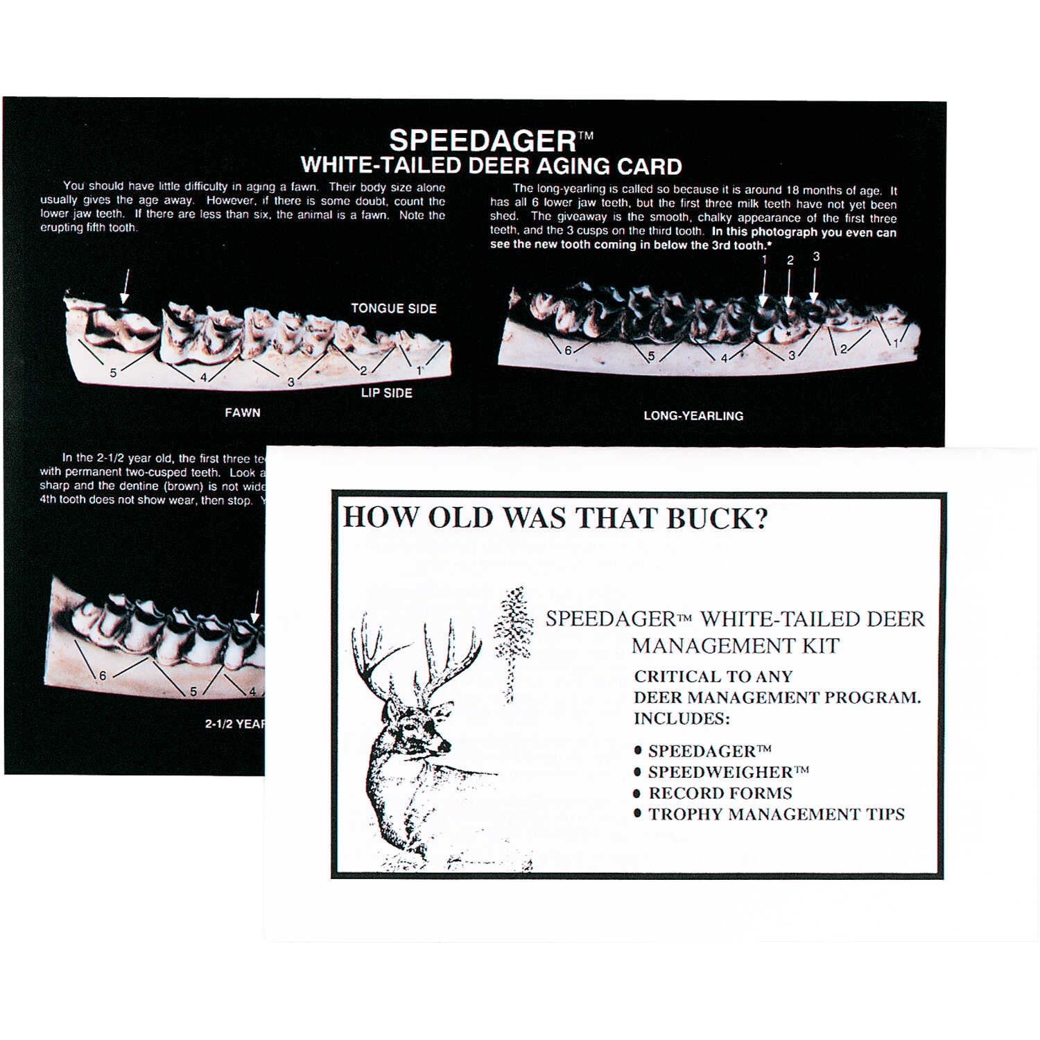 Whitetail Jawbone Aging Chart