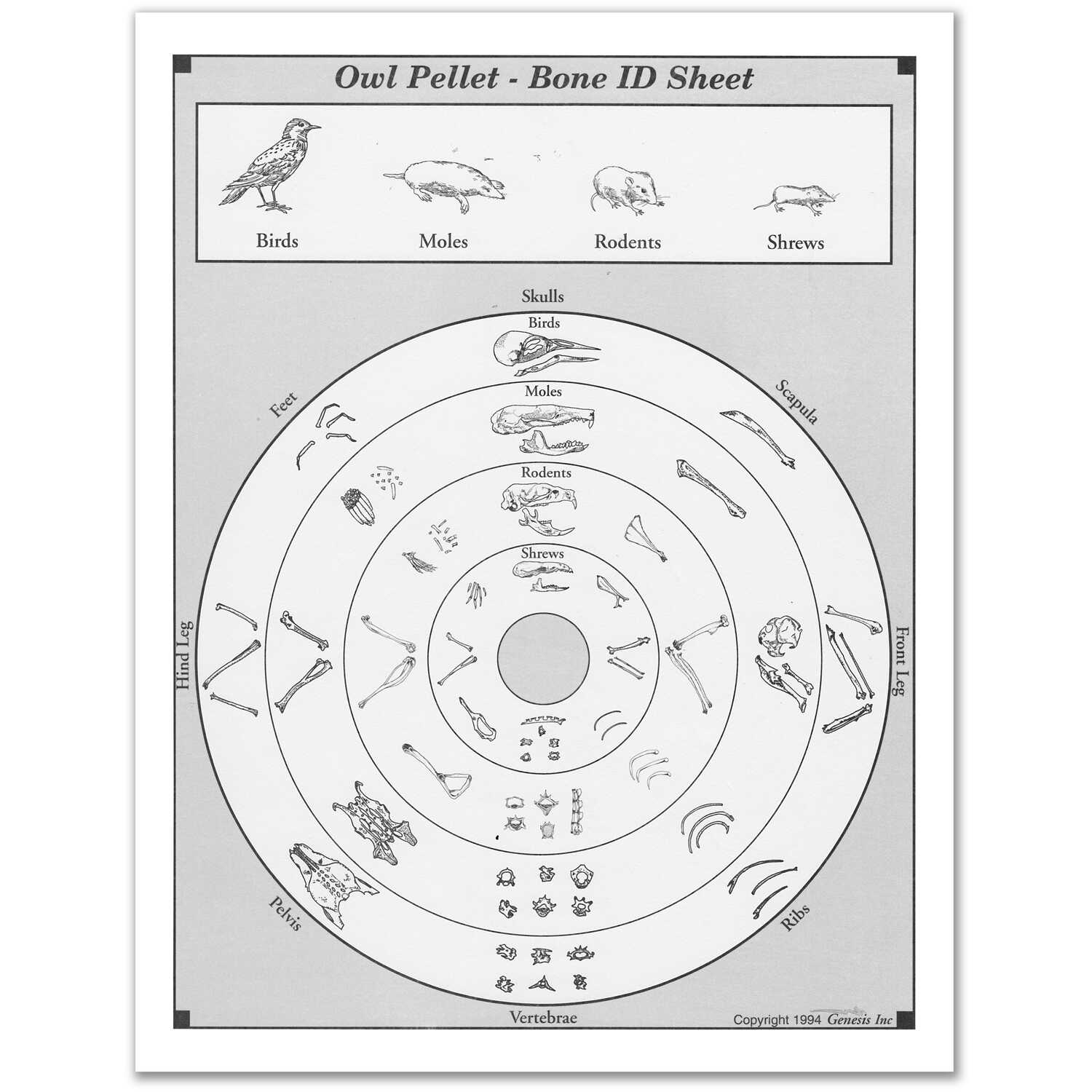 Owl Pellet Sorting Chart