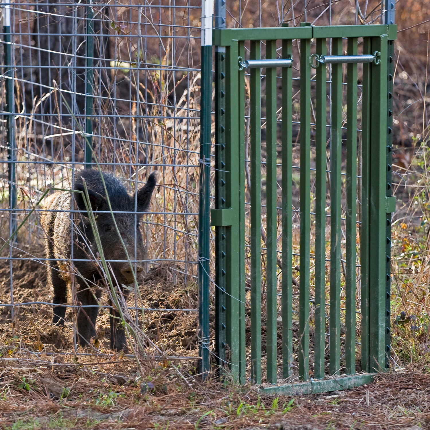 Hog Slammer Trap Gate Forestry Suppliers Inc