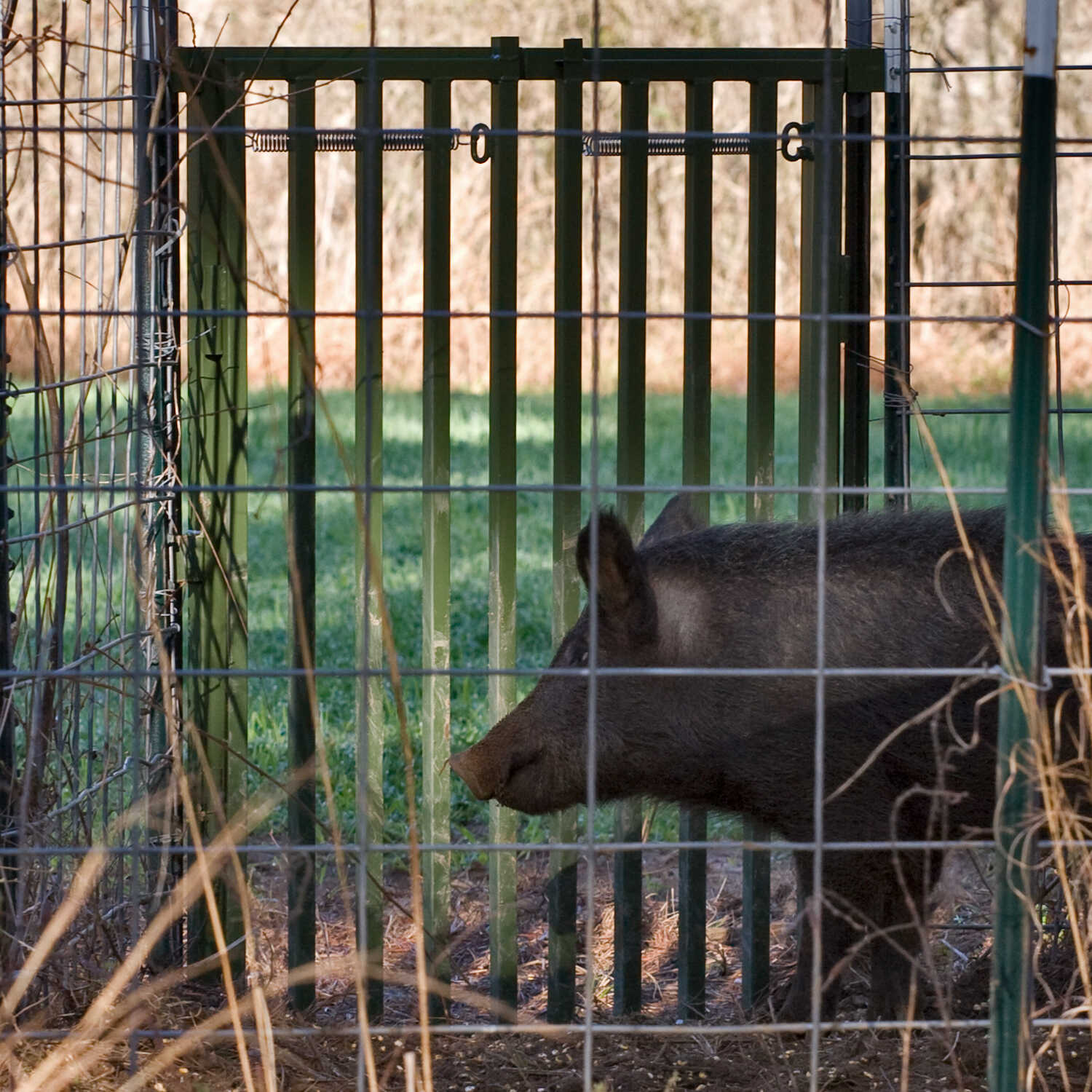 Hog Slammer Trap Gate Forestry Suppliers Inc