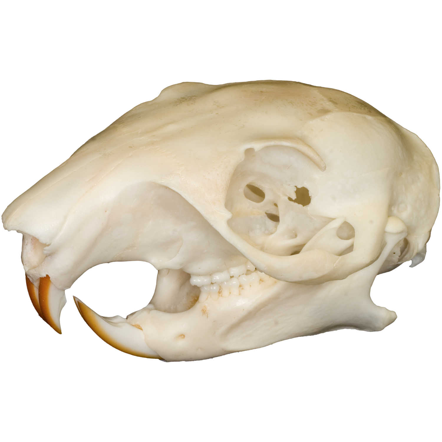 Details about   Squirrel skull 