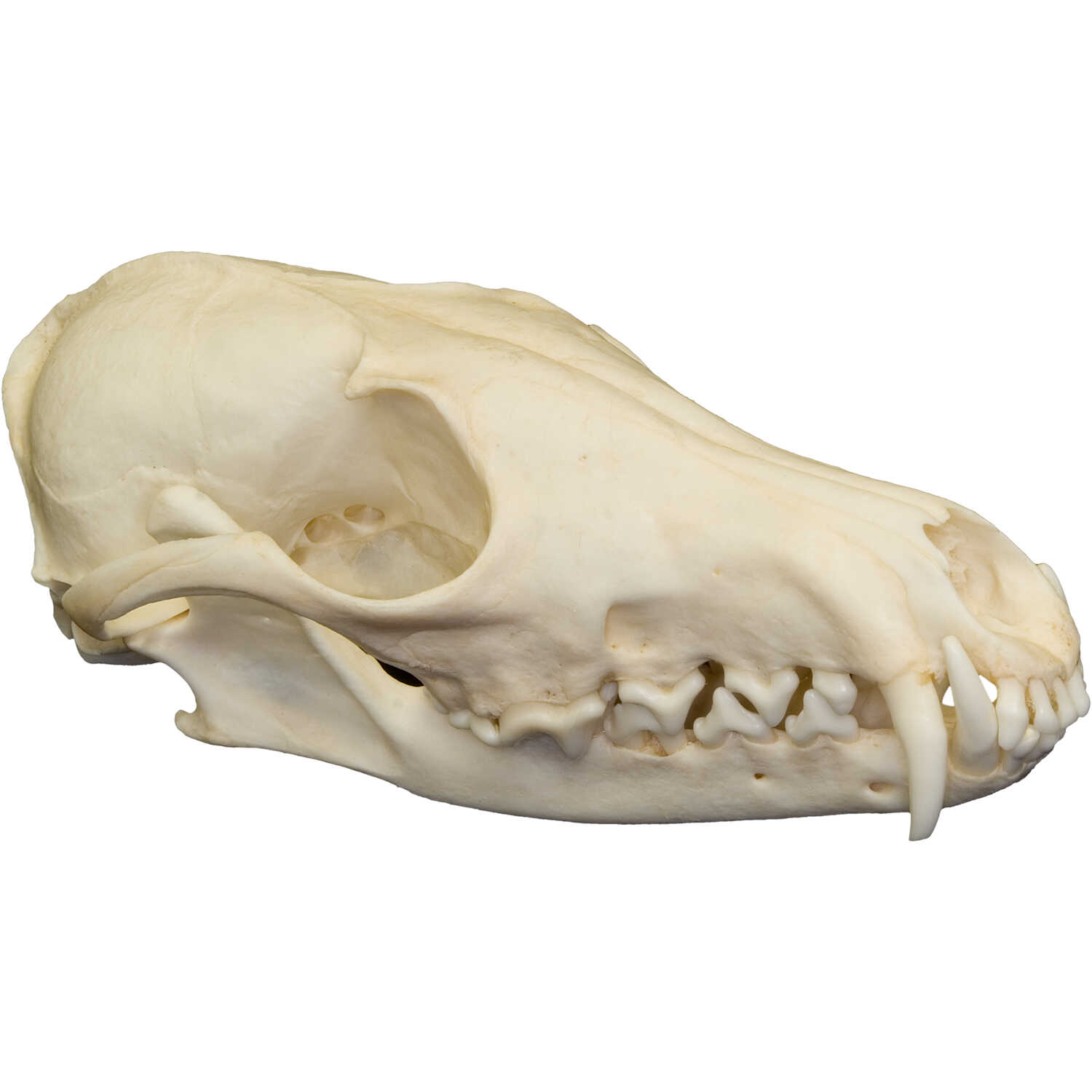 Natural Bone Skulls Forestry Suppliers Inc